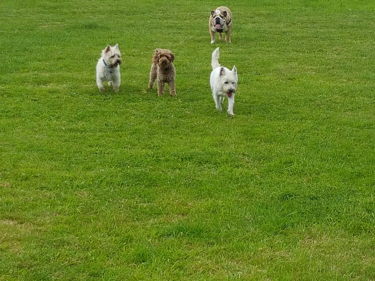 Dog Walking Bristol, South Glos